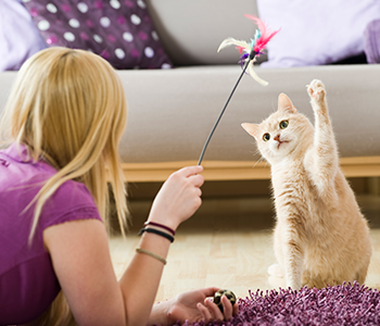 Chat qui joue